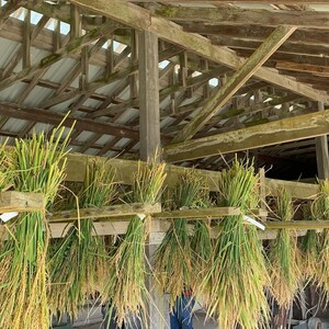 Harvested panicles