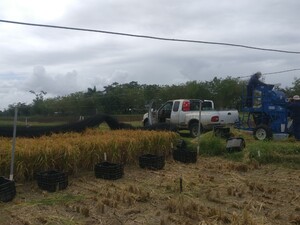 Puerto Rico harvest